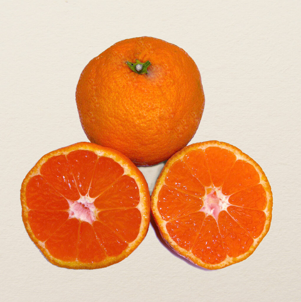 Satsuma, Owari Brite Leaf Citrus Nursery