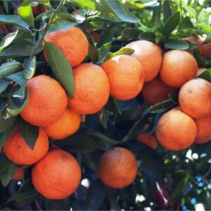 Sugar Belle® | Brite Leaf Citrus Nursery